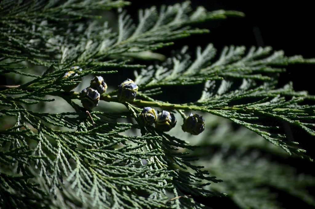 Thuja Smaragd conifeerboom met smaragdgroene bladeren in formele tuinomgeving