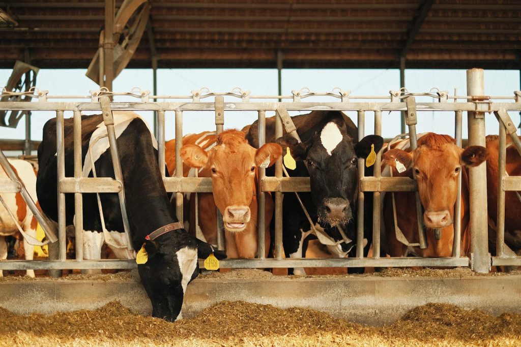 Grupstal stalinrichting met individuele ligplaatsen voor optimaal comfort en gezondheid van koeien in melkveehouderij