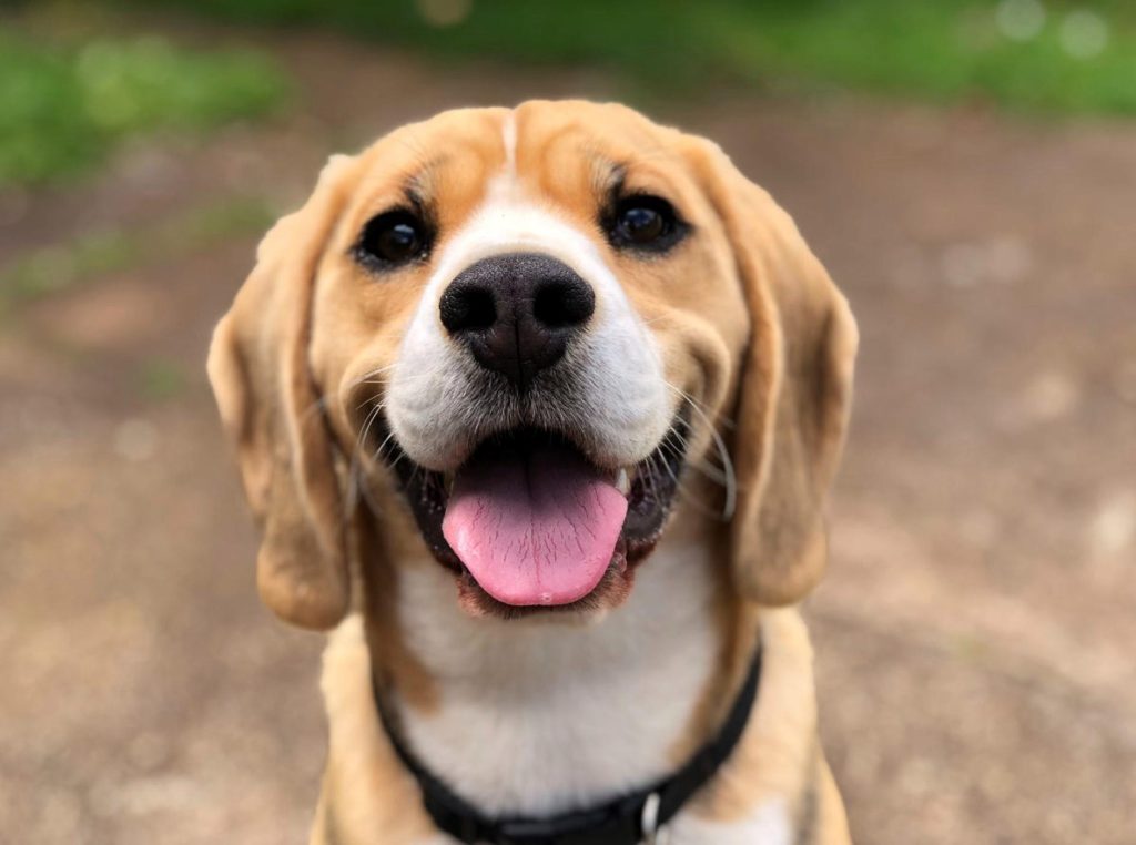 Bevo sportbrokken voer voor sportieve honden met eiwitten en vitaminen voor energie en spiersterkte